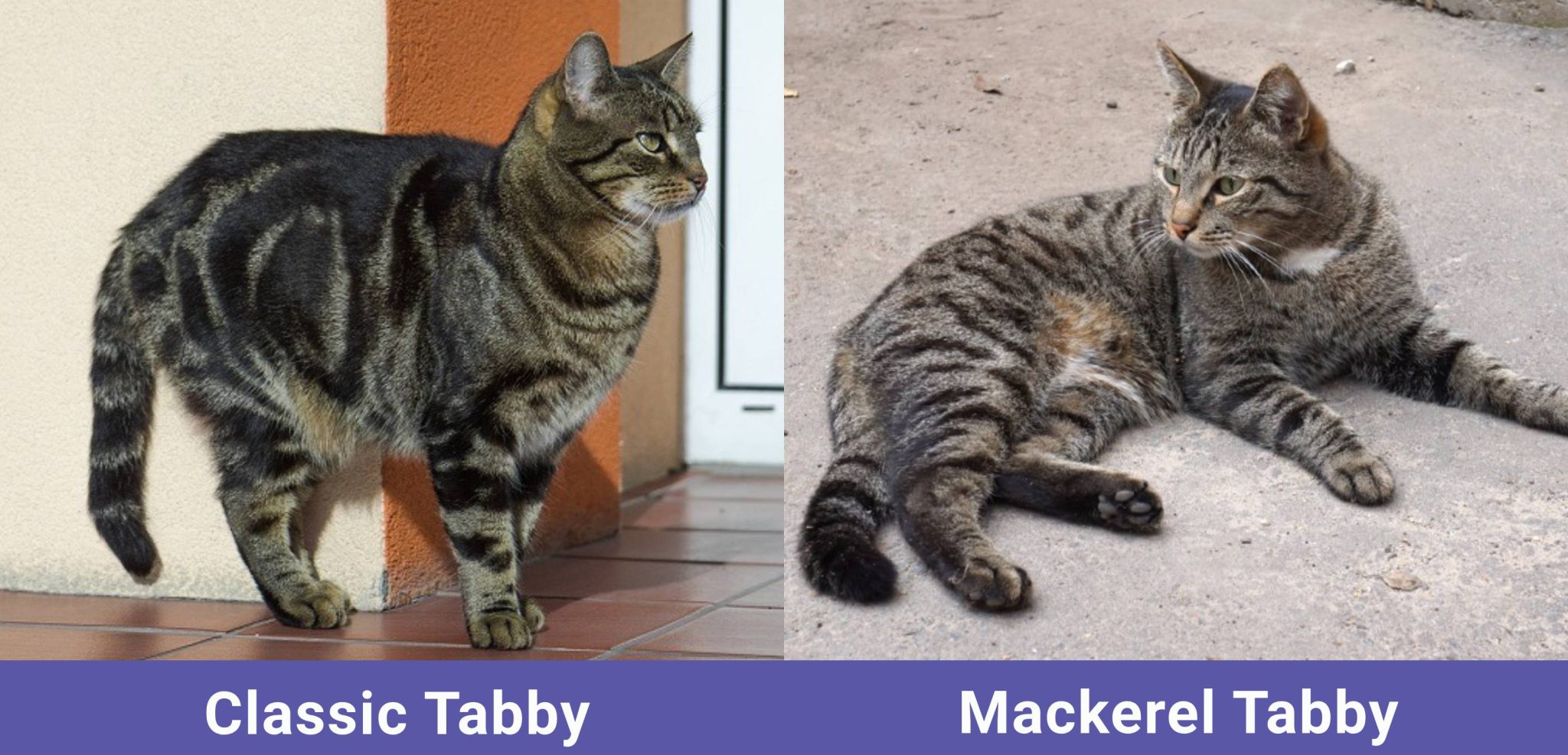side by side Classic Tabby VS Mackerel Tabby
