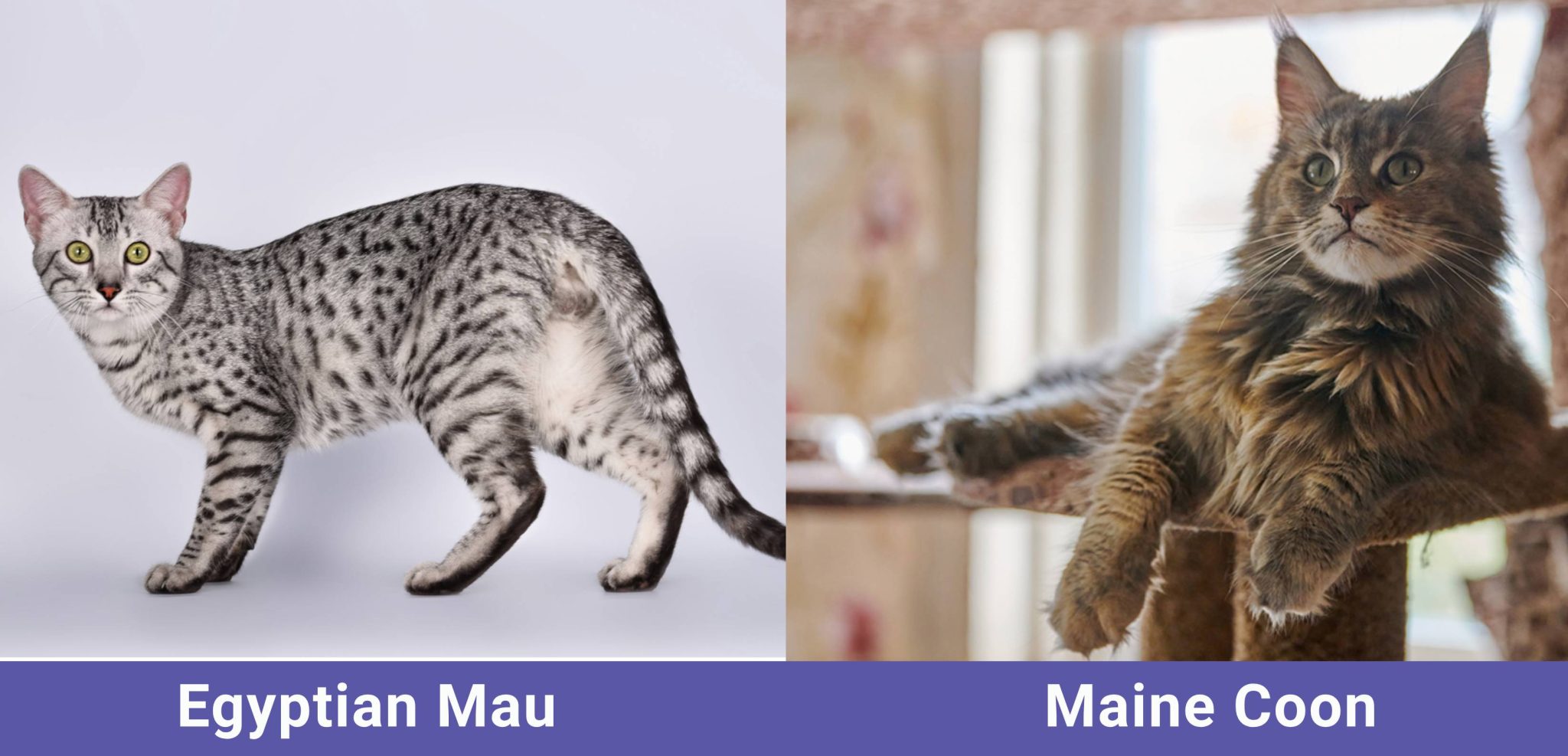 side by side Egyptian Mau VS Maine Coon