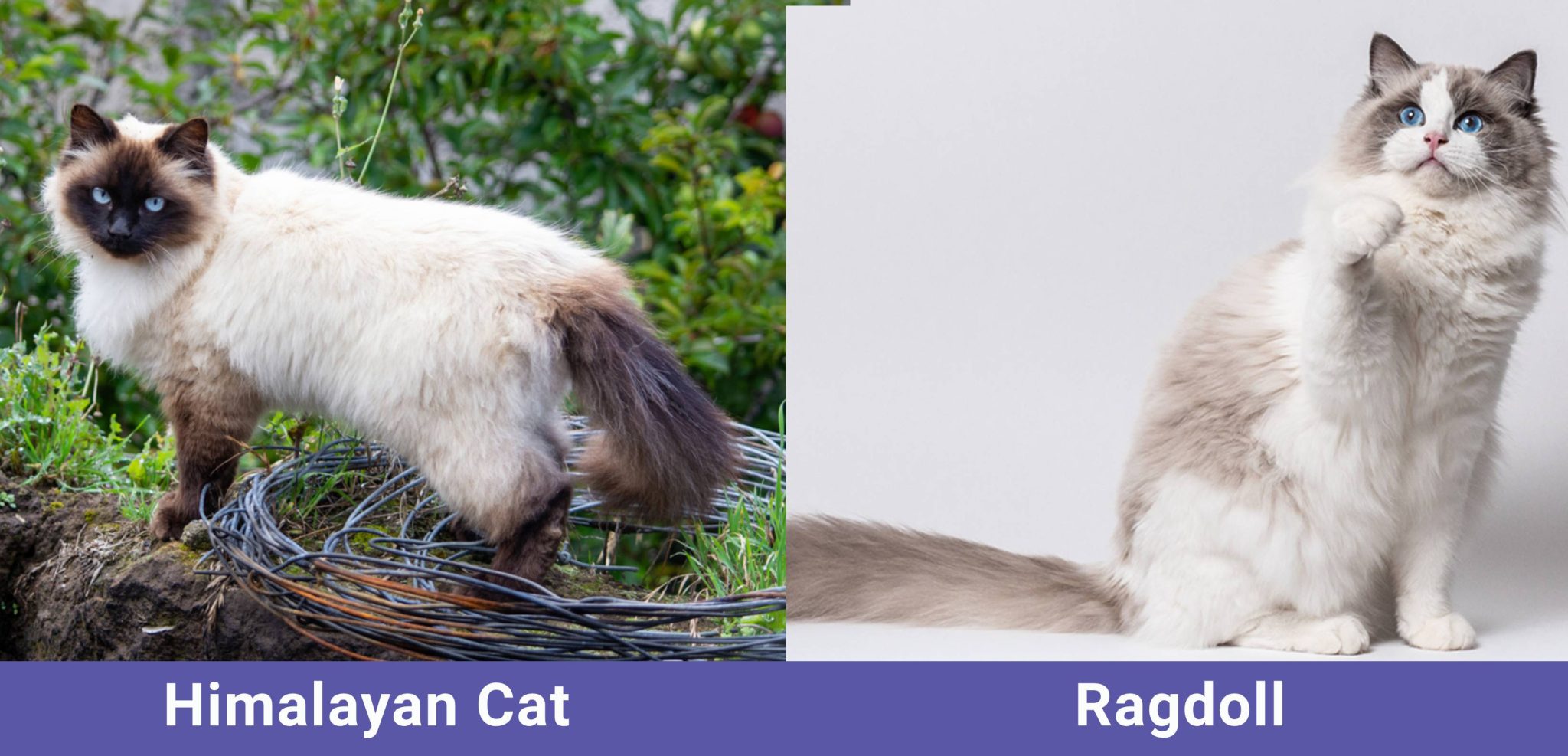 side by side Himalayan VS Ragdoll