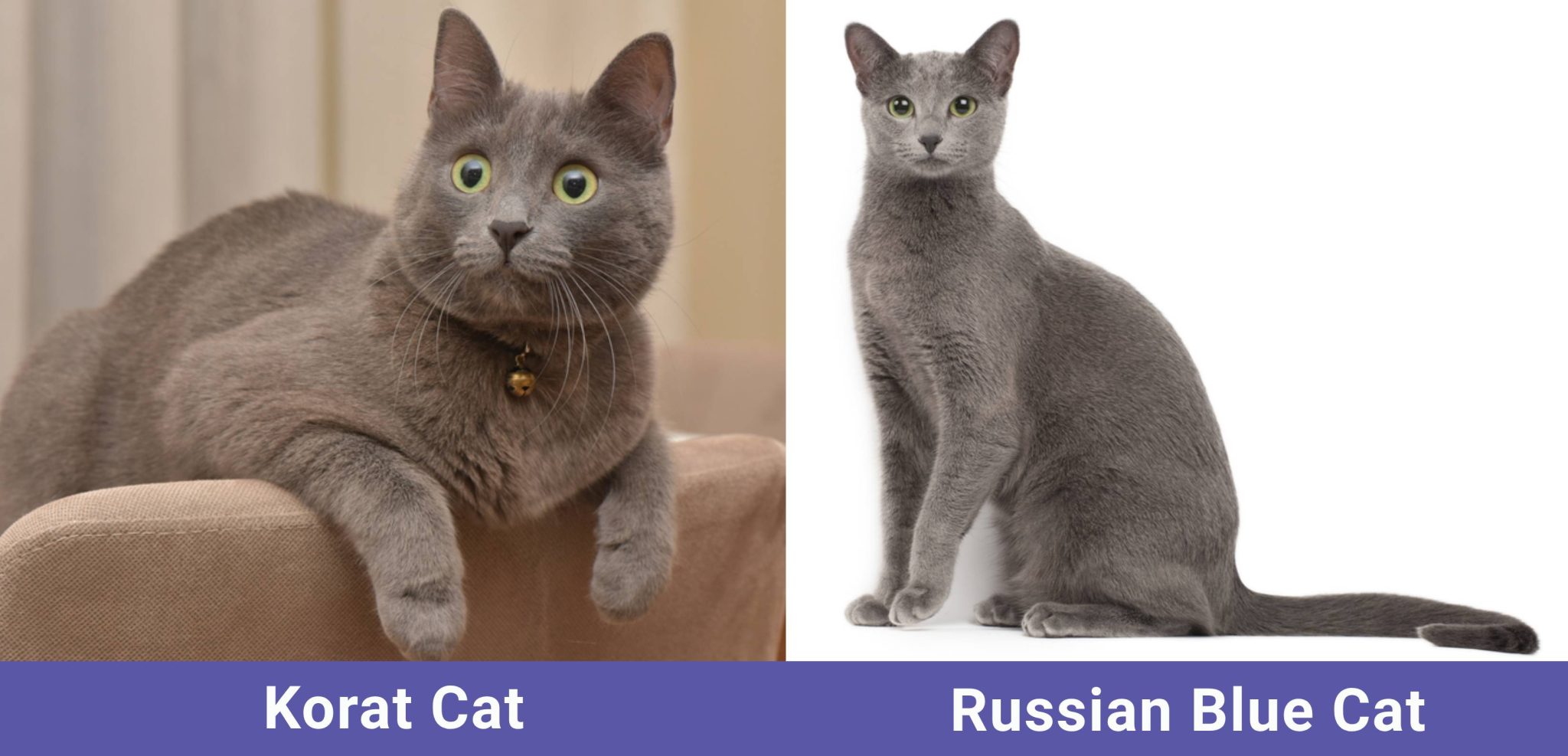 side by side Korat Cat VS Russian Blue Cat