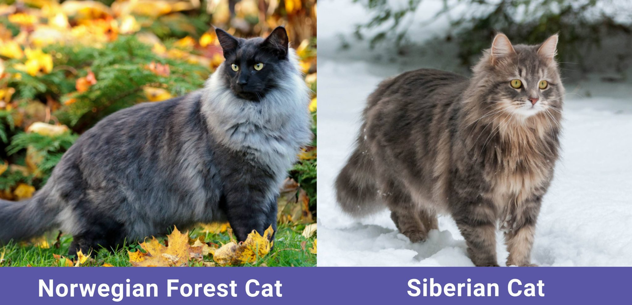 side by side Norwegian Forest Cat VS Siberian