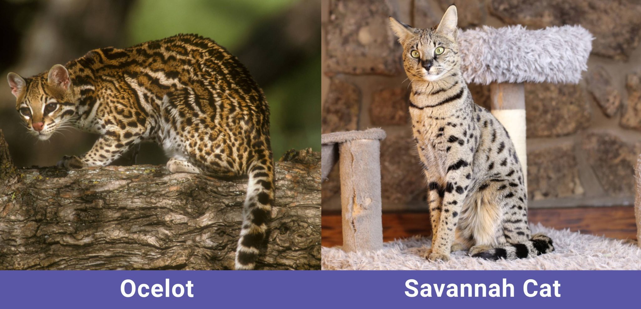 side by side Ocelot VS Savannah Cat