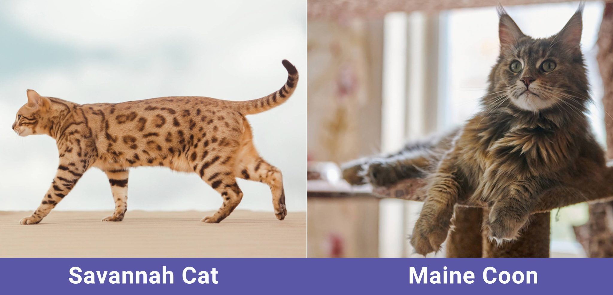 side by side Savannah Cat VS Maine Coon