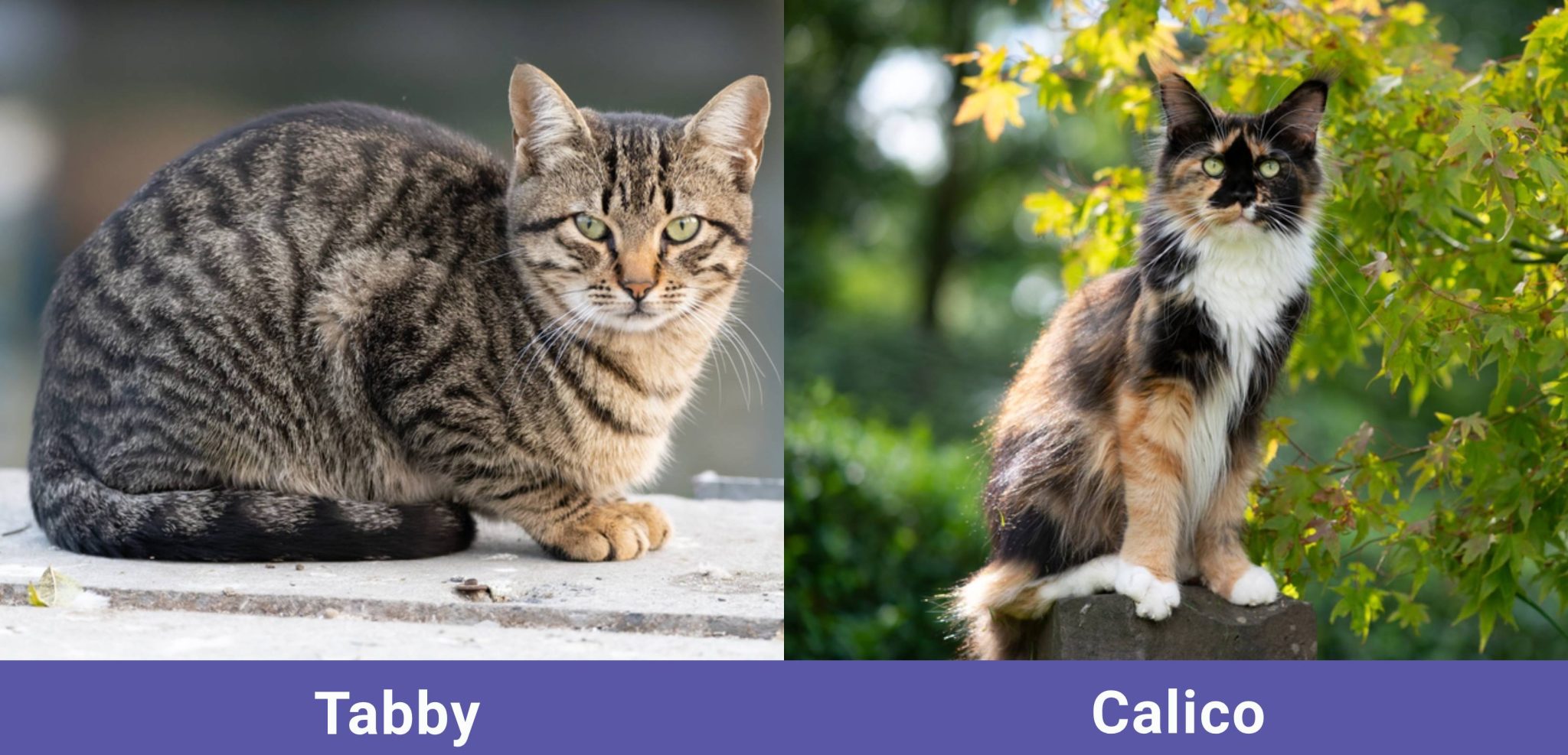 side by side Tabby VS Calico