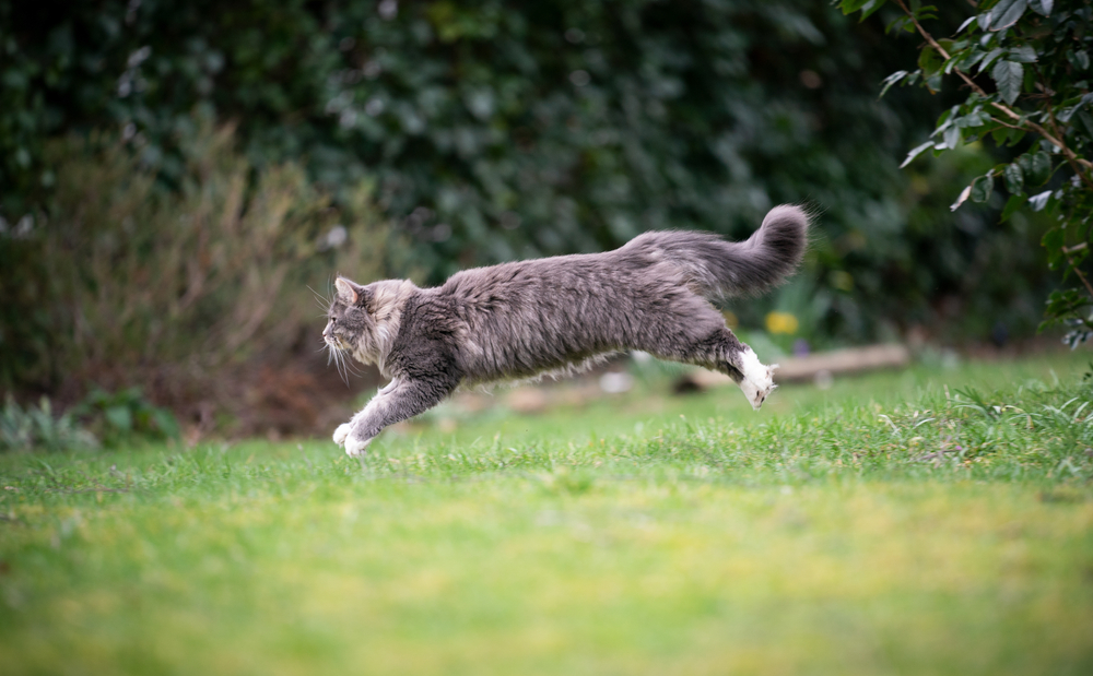 How Fast Can a House Cat Run? Record & Average Speeds (Vet-Reviewed)