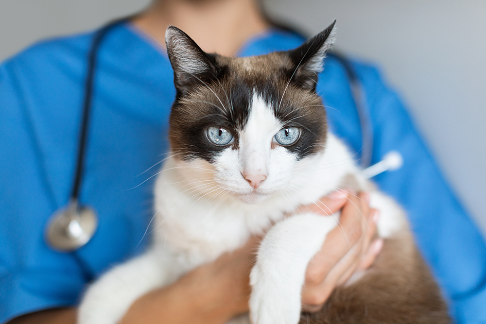 Natural Ways to Deworm Your Cat At Home: Vet Explained Safety Concerns