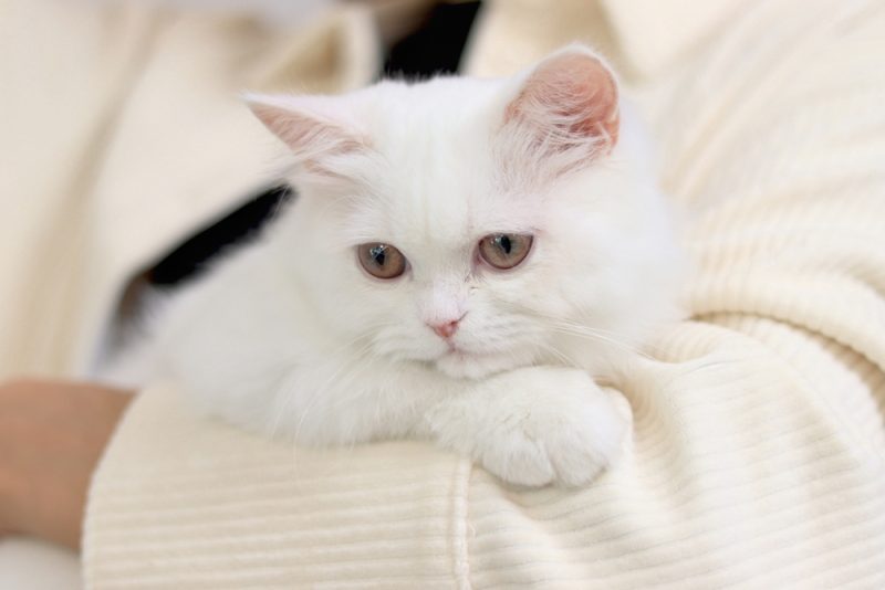 15 Clingy Cat Breeds: Info, Pictures & Facts (Vet Verified)