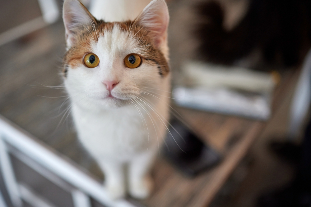 50 Cute Cat Memes – Adorable Jokes for Feline Lovers