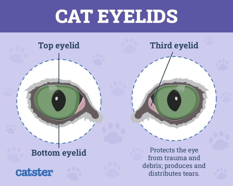 cat eyelids