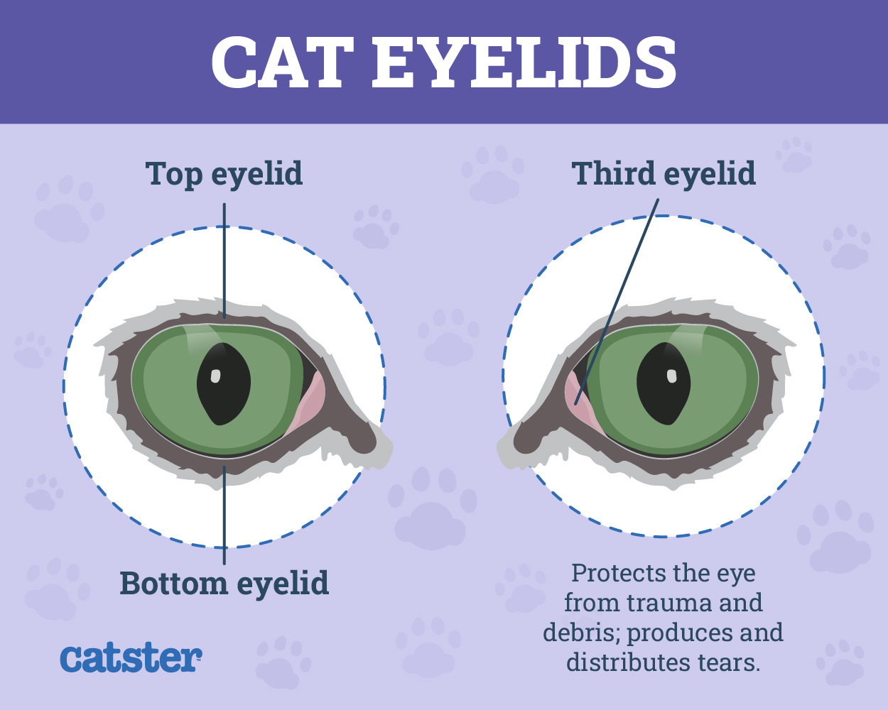 cat eyelids