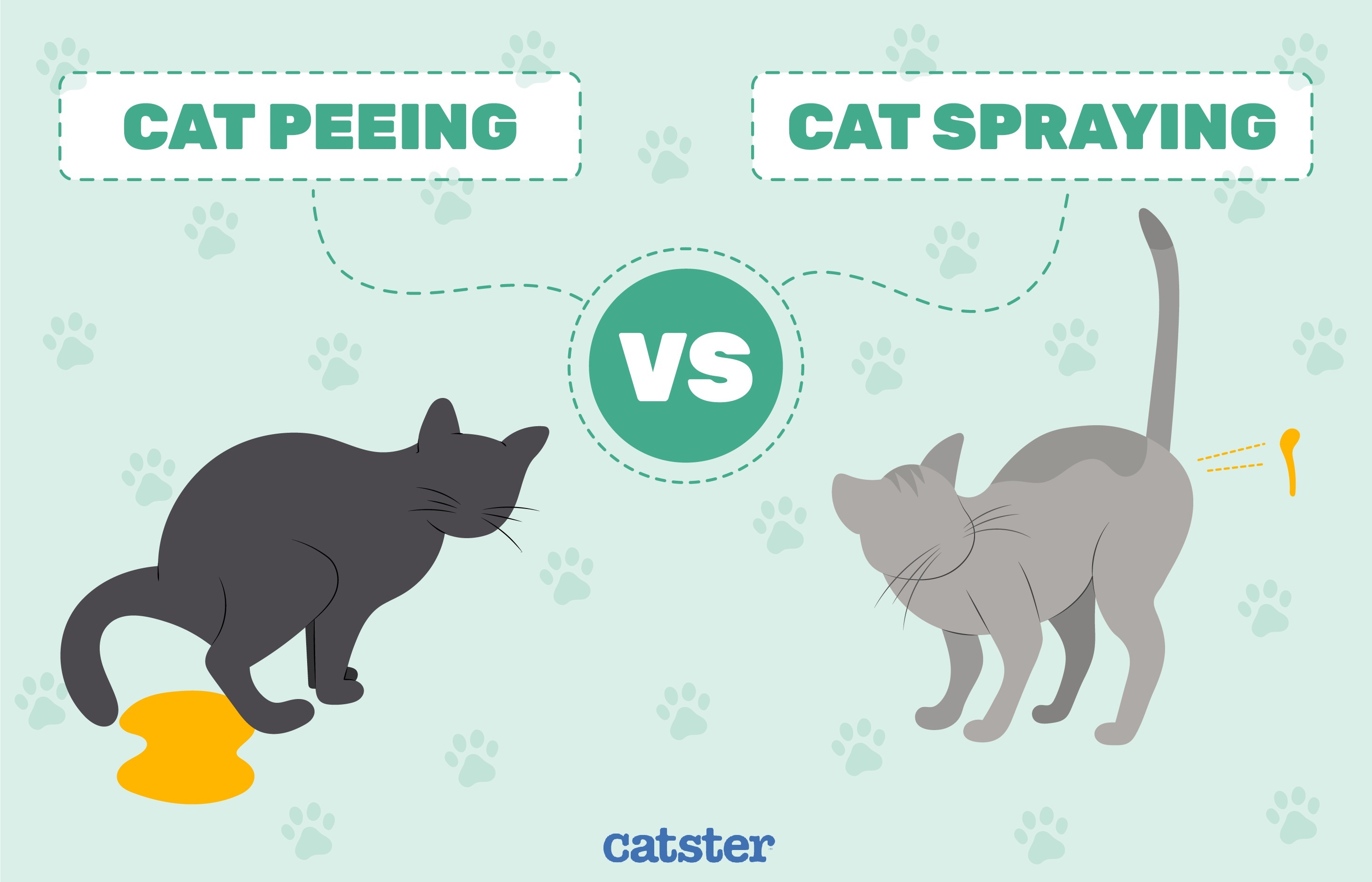 Cat Spraying vs Peeing: Vet-Verified Differences