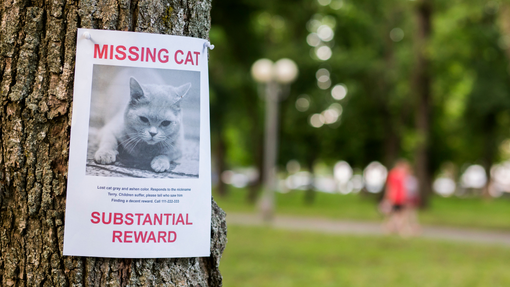 How to Find a Lost Cat: 13 Expert Tips to Follow
