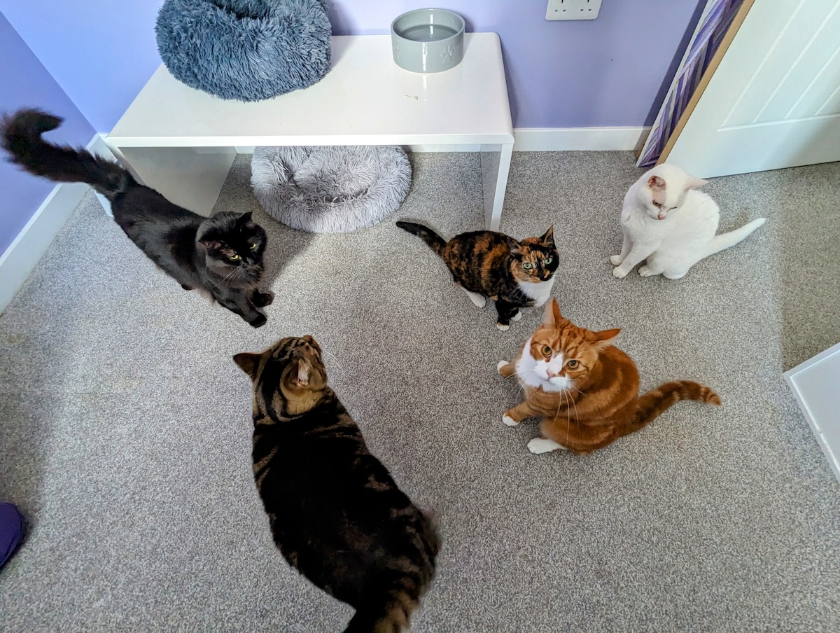 The Harsh Reality of Life with 10 Pets Part 2: Hairballs, Cat Litter & Fur on EVERYTHING