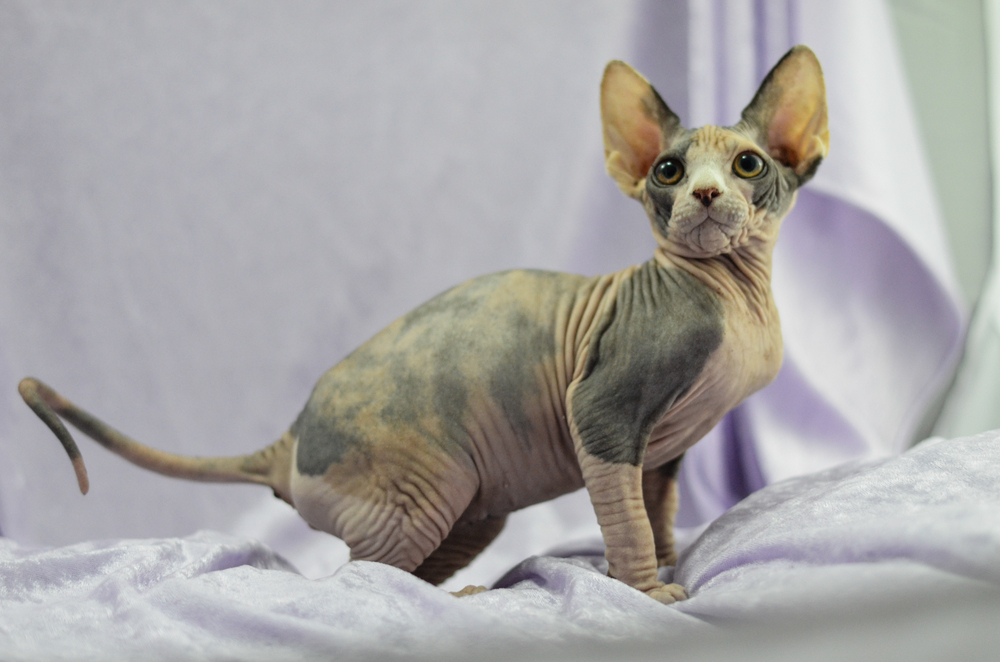 Mexican Hairless Cat Breed: Info, Pictures, Care & More