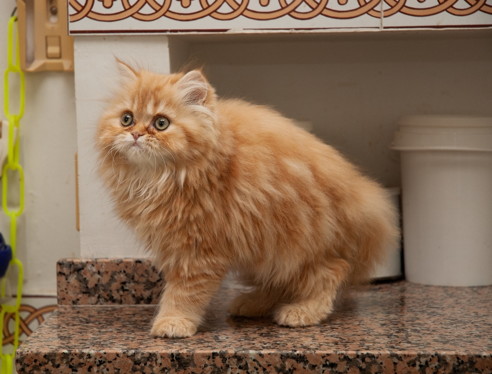 Orange Persian Cat Breed: Info, Pictures, Origin & History