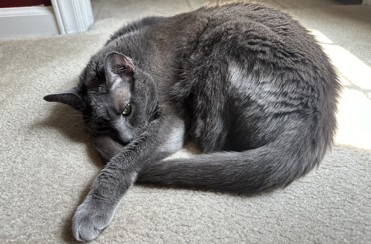 Antifreeze Poisoning in Cats: Keeping Olga Safe From Toxic Chemicals