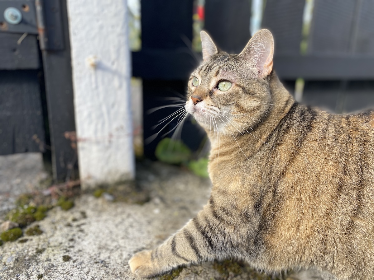 Slip, Slop, Slap: Feline Sunburn at a Glance