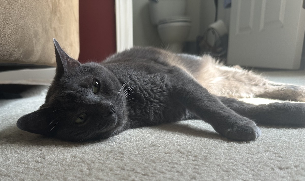 Can Cats Tolerate a Weekend Alone? Olga Cannot!