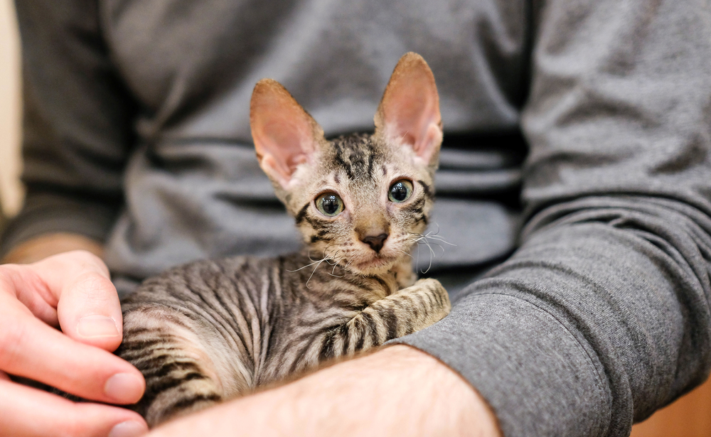 When Do Cats Stop Growing & Reach Their Full Size? Vet-Verified Facts & FAQ