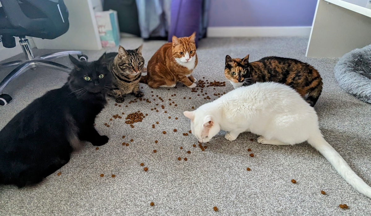 The Best of 2024: Dr. Karyn's Favorite Stories About Her Cats