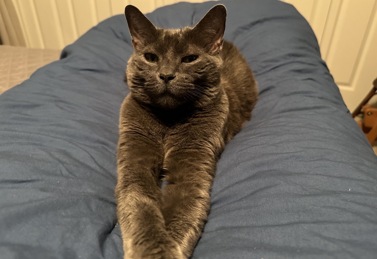 When an Aloof Cat Becomes a Lap Cat: Olga’s Rocky Transition