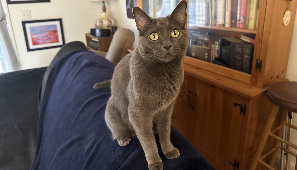 Living with Cats That Love to Bite: Olga’s Fondness for Fangs
