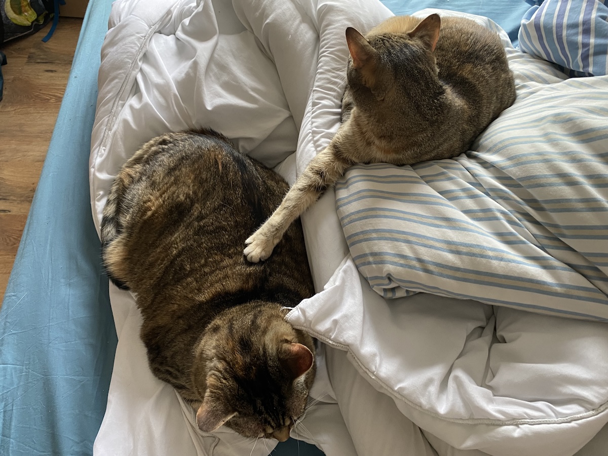 I’ll Scratch Your Back if You Scratch Mine: Itchy Cats
