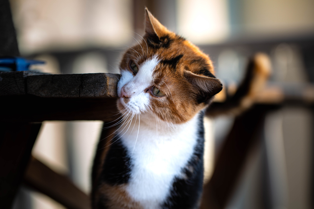 What Happened to Pot Roast the TikTok Cat? Her Condition & the Backlash