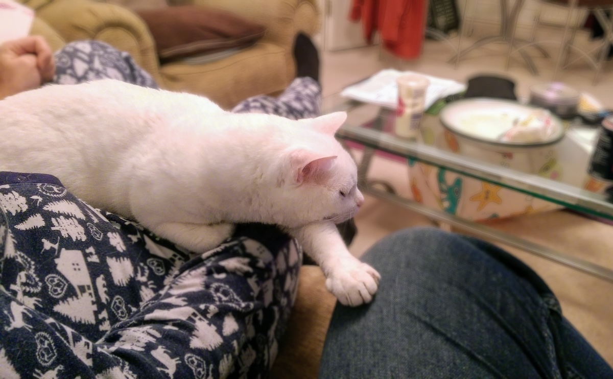 Conversion Therapy with Clutch: Turning Cat Haters Into Cat Lovers