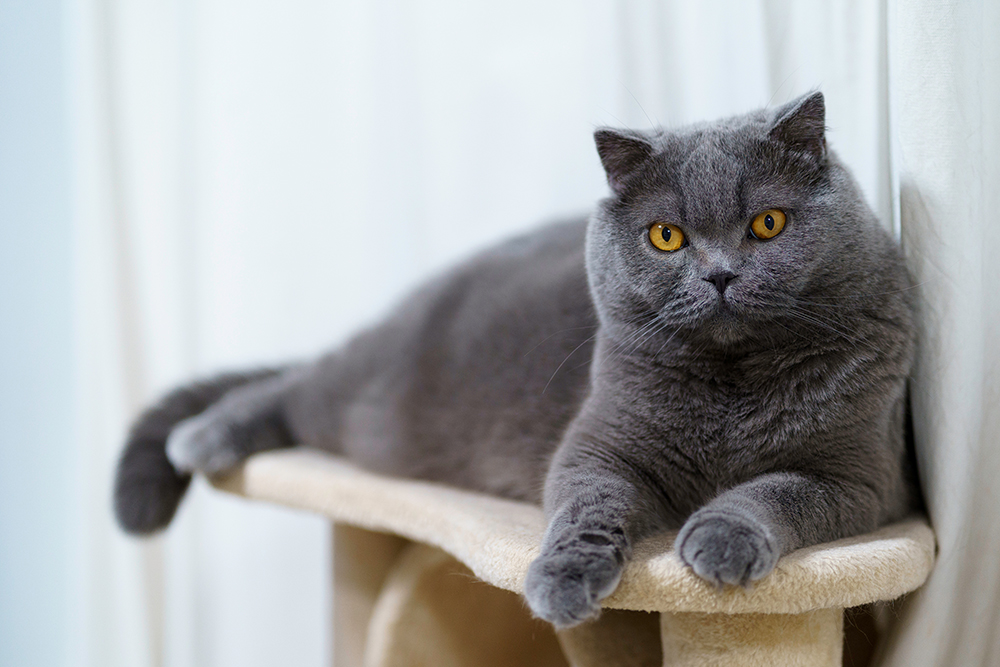 9 Best Cat Trees in the UK in 2026 - Reviews & Top Picks