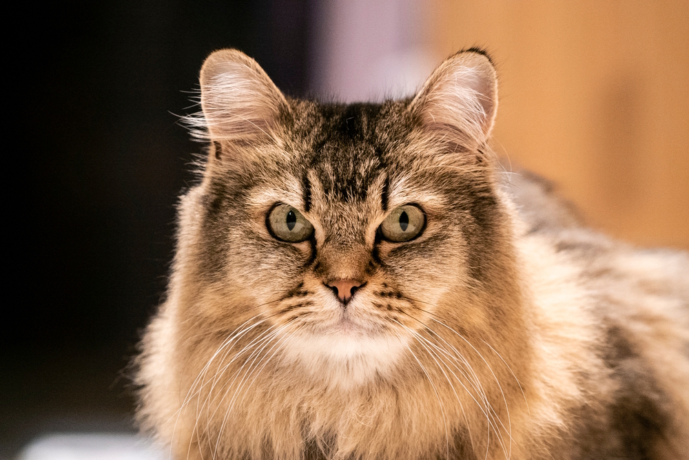 Burmilla Longhair: Info, Pictures, Origin & More