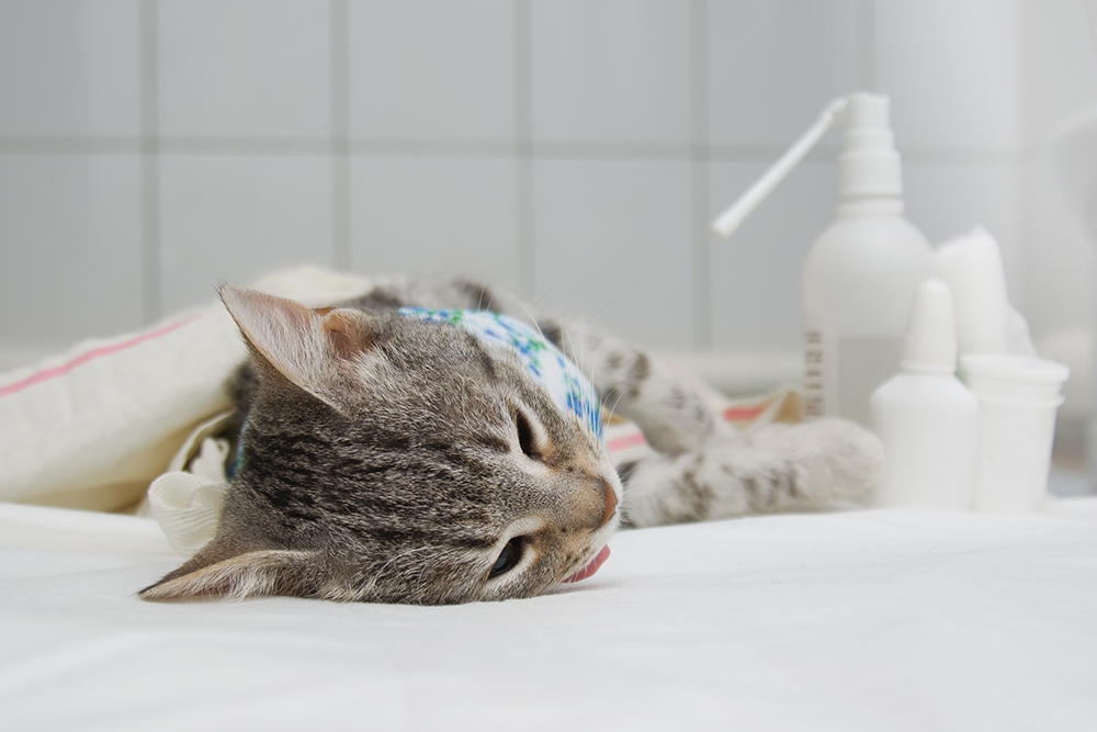 cat resting after getting spayed