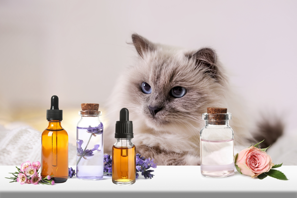 What Essential Oils Are Safe to Diffuse Around Cats? Vet-Reviewed Facts