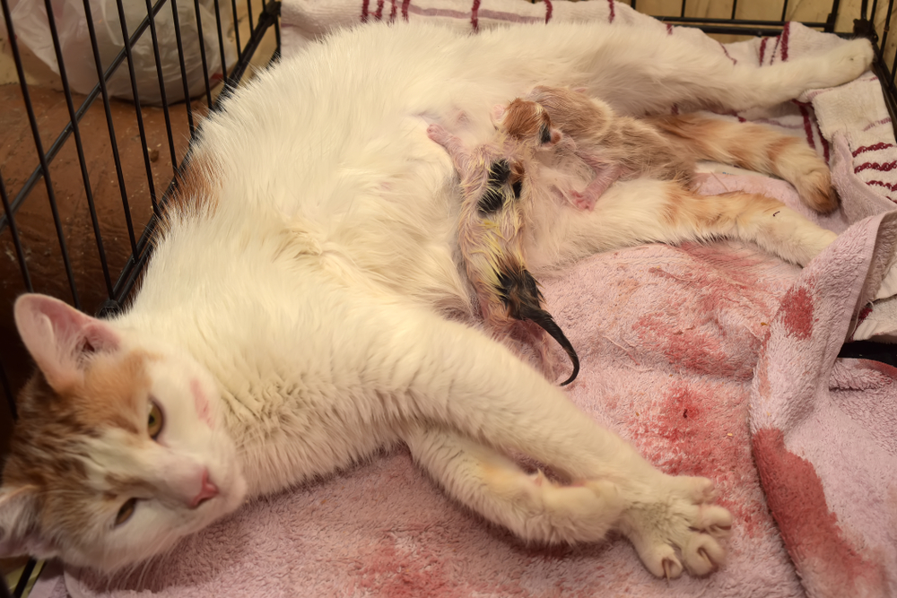 female feline cat give birth