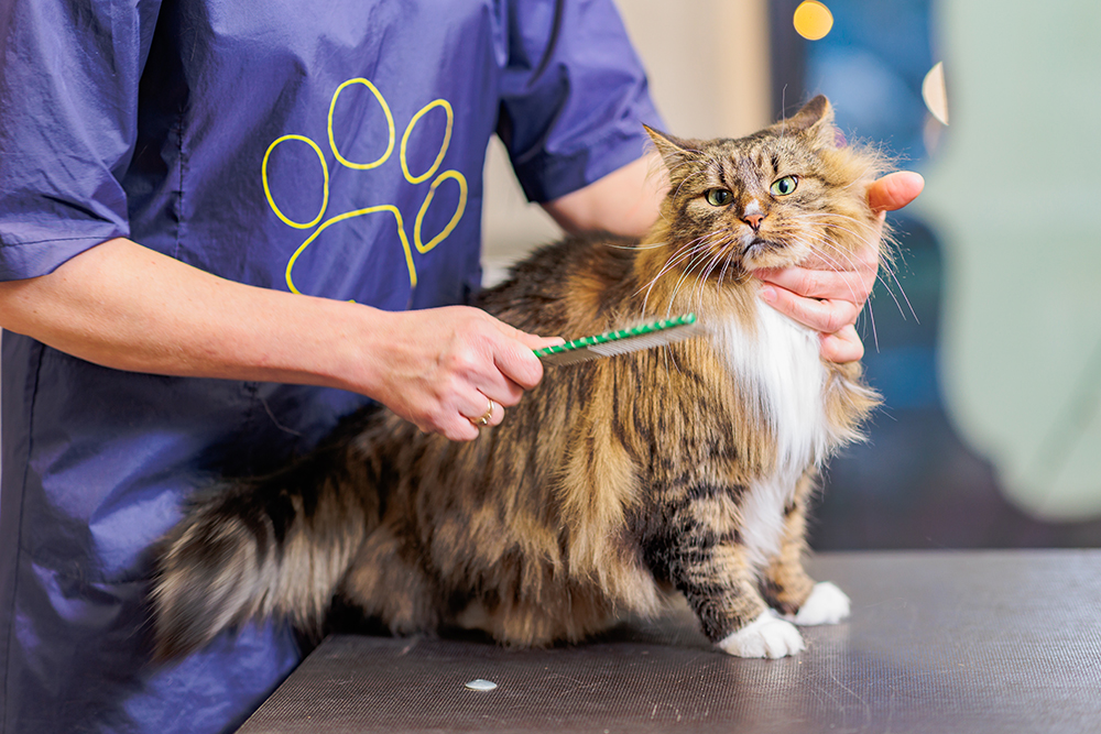 How to Sedate a Cat for Grooming: 3 Vet-Approved Methods
