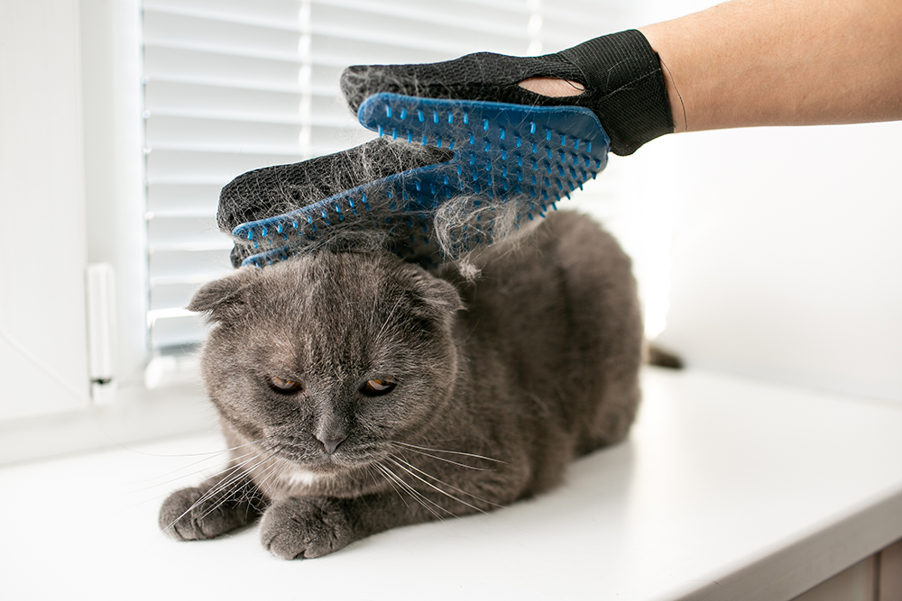 9 Best Cat Brushes for Dandruff in 2026 – Reviews & Top Picks