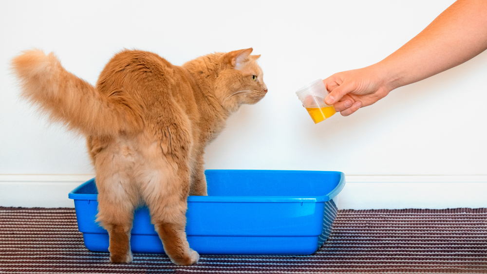 Why Is My Cat Peeing Blood? Our Vet Explains Causes, Treatments & FAQ