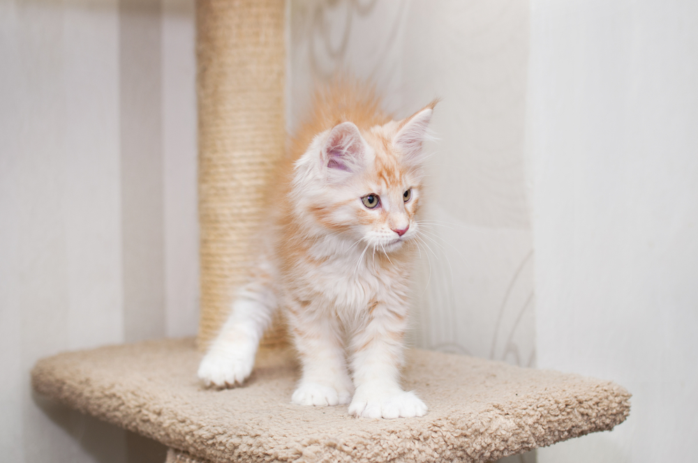 Polydactyl Maine Coon Cat Breed: Info, Pictures, Care & Facts