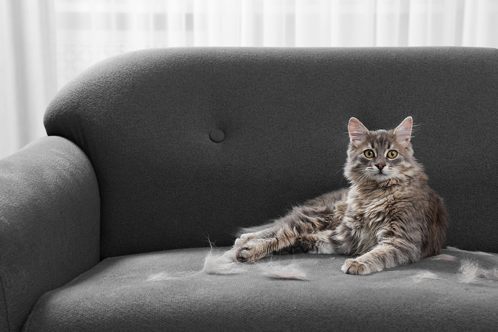 Why Do Cats Shed So Much? 8 Possible Causes & When to Be Concerned
