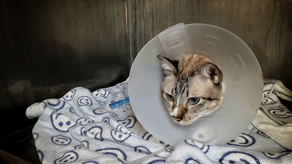 How to Tell if a Cat Is Spayed: 4 Vet-Reviewed Signs to Look