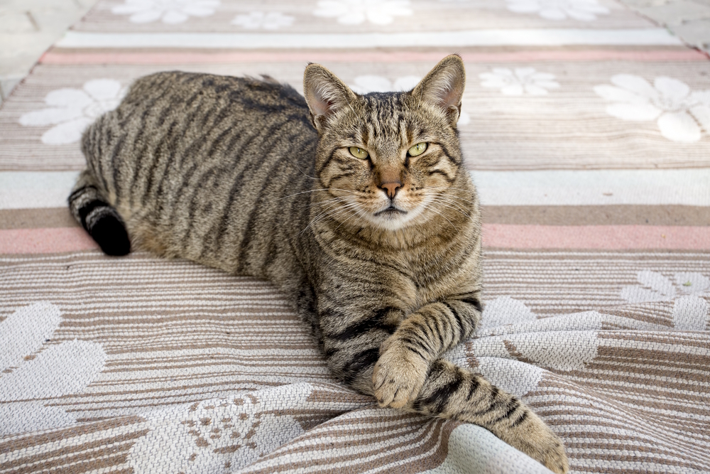 Tiger Cat: Info, Pictures, Facts & Origins