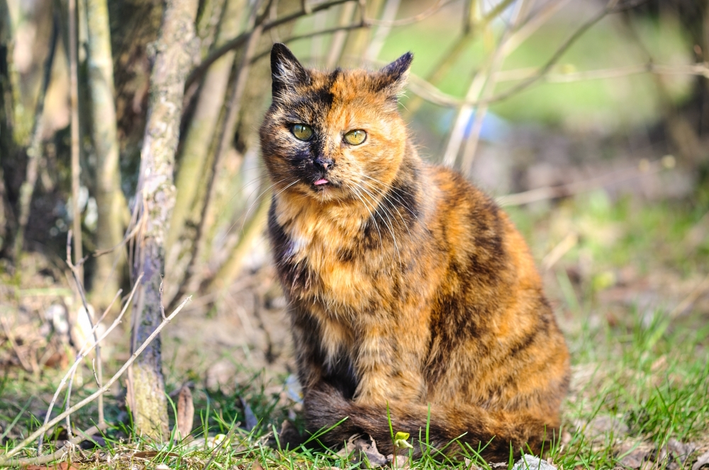 Tortoiseshell Cat: Info, Pictures, Care & Facts