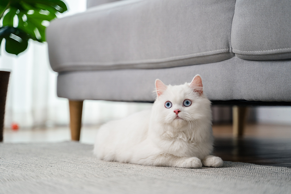 White Persian Cat: Info, Pictures, Facts & Origins