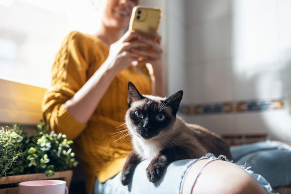 How to Make My Cat TikTok Famous: 8 Tips to a Viral Craze