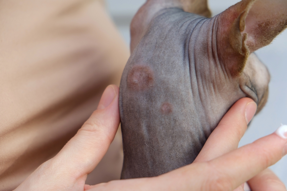 Allergic-skin-diseases-in-domestic-cat
