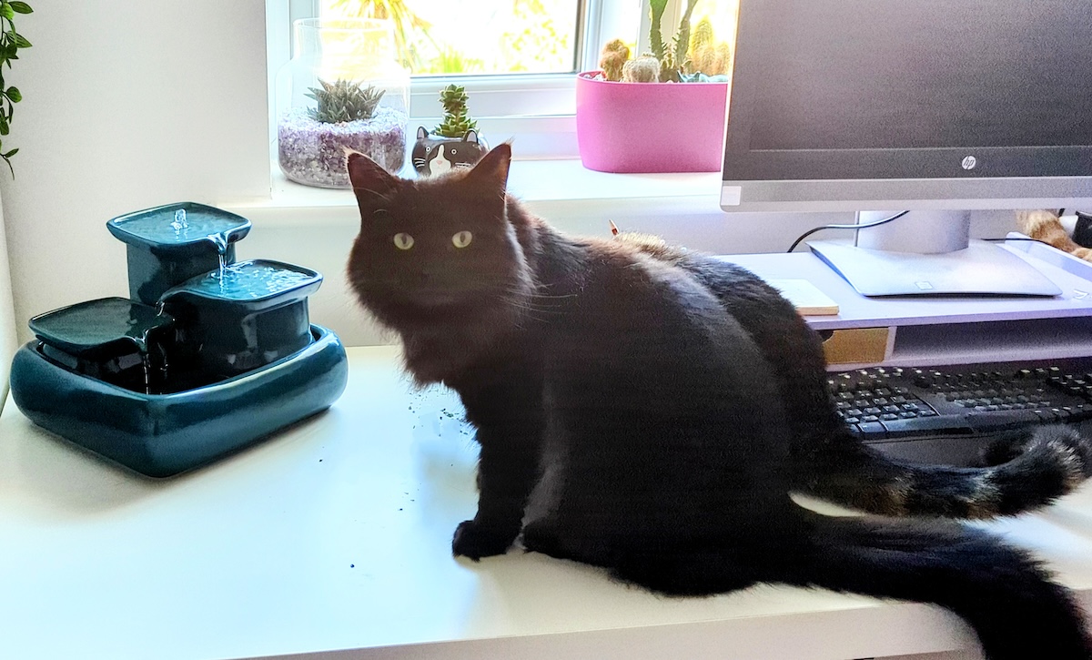Zelda Likes Her Water Shaken, Not Stirred (with Video)