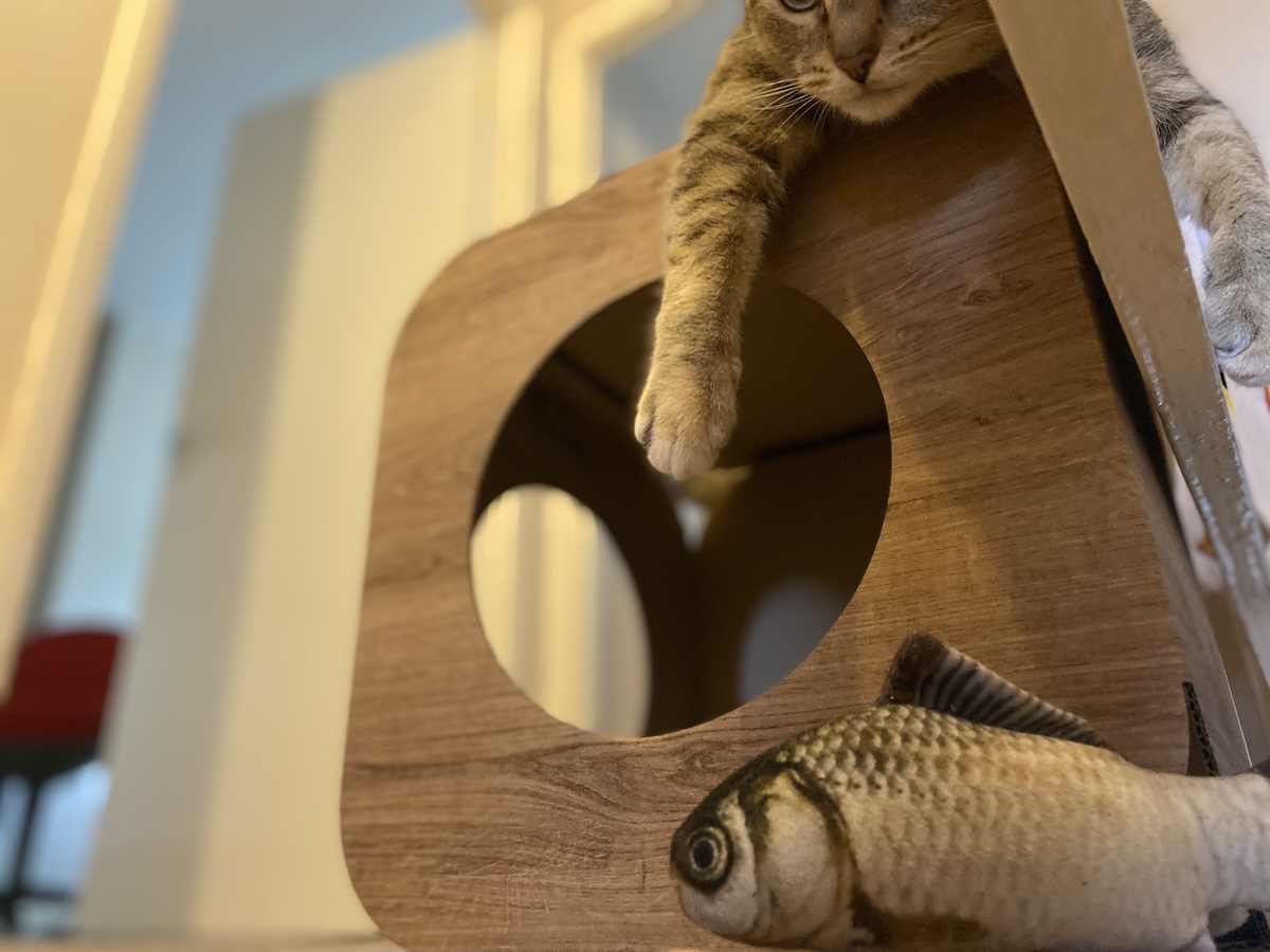 Please Don’t Put That In Your Mouth! Inappropriate Items Cats Eat