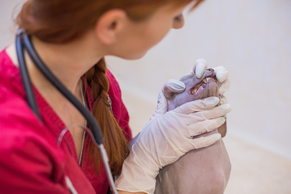 Hairless-cat-checked-by-veterinarian