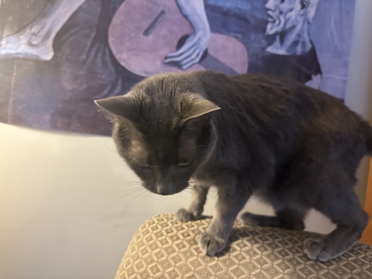 Cat Hoarding: How It Starts