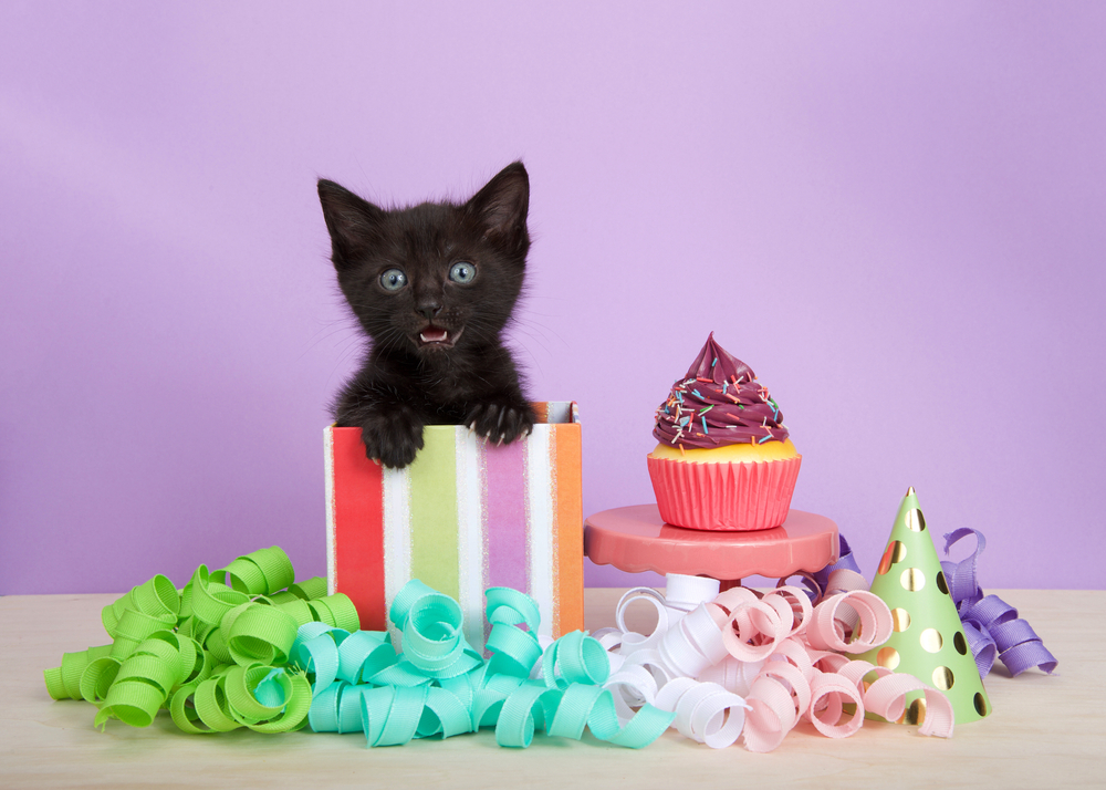 How to Throw a Kitten Shower! The Baby Shower for Cats